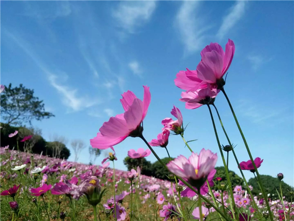 深圳周边哪里有观花的农家乐（一年四季都有的花海农家乐不容错过）